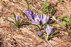 Crocus albiflorus 5