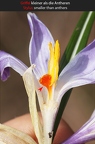 Crocus albiflorus 6