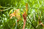 Hemerocallis fulva