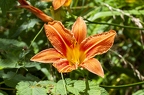 Hemerocallis fulva 2