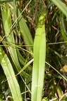 Hemerocallis fulva 3