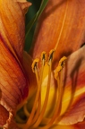 Hemerocallis fulva 4