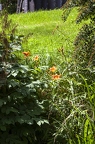 Hemerocallis fulva 5