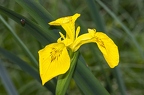 Iris pseudacorus 