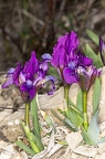 Iris pumila