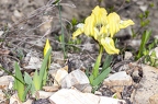 Iris pumila 02