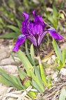 Iris pumila 04