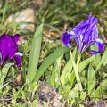 Iris pumila 11