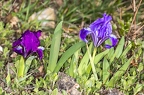 Iris pumila 11
