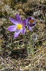 Pulsatilla grandis 01