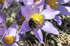 Pulsatilla grandis 02
