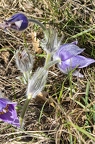 Pulsatilla grandis 04