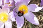 Pulsatilla grandis 05
