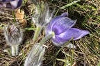 Pulsatilla grandis 06