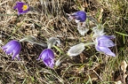 Pulsatilla grandis 07