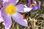 Pulsatilla grandis 08