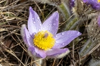 Pulsatilla grandis 09