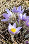 Pulsatilla grandis 10