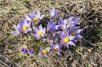 Pulsatilla grandis 11