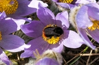 Pulsatilla grandis 12