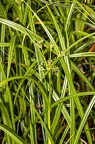 Scirpus sylvaticus 1