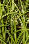 Scirpus sylvaticus 2