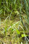 Scirpus sylvaticus 3
