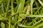 Scirpus sylvaticus 4