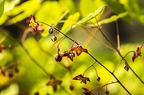 Epimedium alpinum