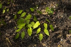 Epimedium alpinum 2