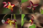 Epimedium alpinum 3