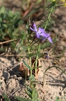 Vinca herbacea 1