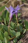 Vinca herbacea 2