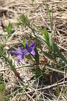 Vinca herbacea 3