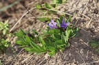 Vinca herbacea 4