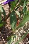 Vinca herbacea 5