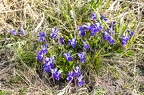 Viola ambigua 03