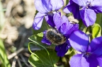 Viola ambigua 05