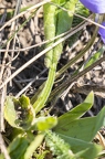 Viola ambigua 06
