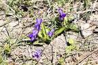 Viola ambigua 07