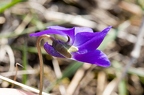 Viola ambigua 09