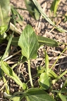 Viola ambigua 13