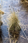 Schoenus nigricans 1