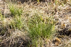 Schoenus nigricans 2