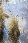 Schoenus nigricans 3