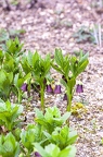 Scopolia carniolica 1