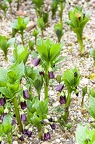 Scopolia carniolica 2