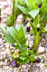 Scopolia carniolica 8