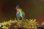 kolibri