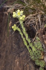 Sempervivum pittonii 06